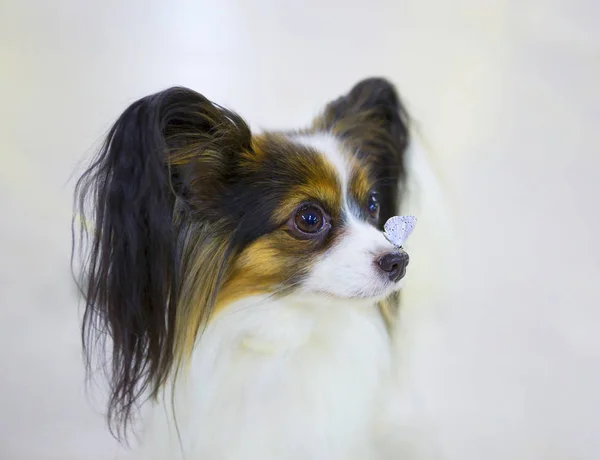 Papillon Cão Borboleta Papillon Francês Para Borboleta Mesma Miniatura Leve — Fotografia de Stock