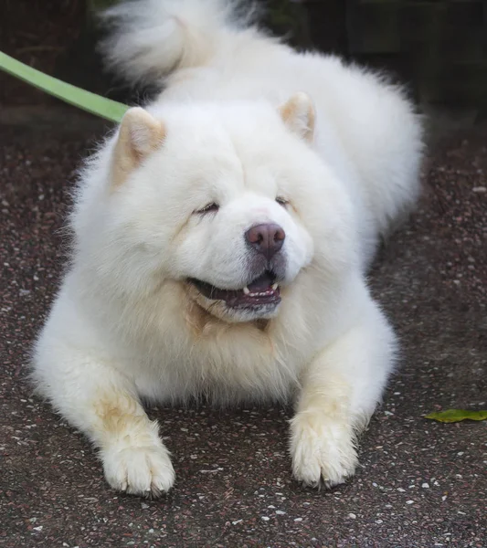 Cão Chow Chow Cor Branca Chow Chow Cão Tamanho Médio — Fotografia de Stock