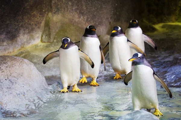Gentoo Penguin 这只企鹅属于企鹅最大的代表 它的特点是眼睛附近有一个白色的羽毛斑点 他们是水下游泳的纪录保持者 它们的速度可以达到每小时36公里 — 图库照片