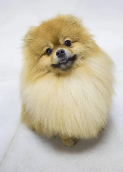 Hond Pommeren Dwergkeeshond Een Kleine Hond Niet Meer Dan Hoogte — Stockfoto