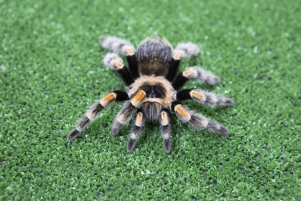 Mexican Tarantula Large Arthropod Humans Its Bite Fatal Unless Person — Stock Photo, Image