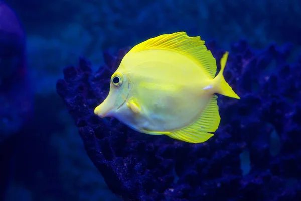 黄色の魚 太平洋の暖海で自然生活の中で黄色の外科医の魚と呼ばれる魚 — ストック写真