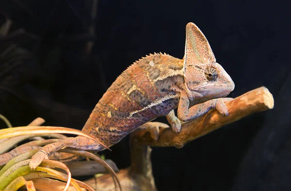 Camaleón Lagarto Ampliamente Conocido Por Habilidad Para Disfrazarse Puede Estar — Foto de Stock