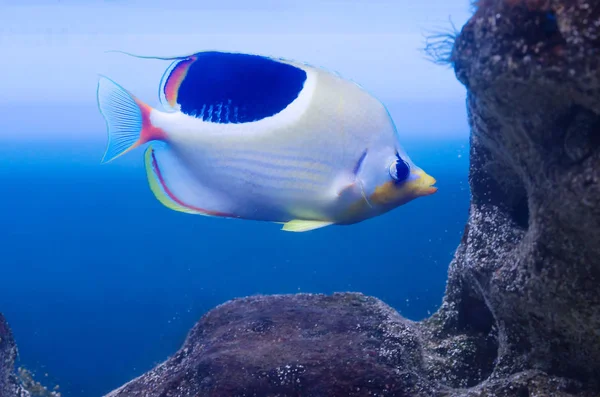 확실히 매력적인 색상으로 물고기 색상은 노란과 파도와 회색입니다 태평양 인도양 — 스톡 사진