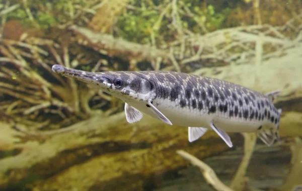 Longnose Gar Fish Inhabit Waters North America Elongated Body Long — Stock Photo, Image