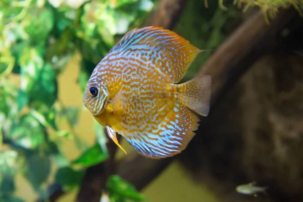 Discus brown fish. Discus inhabit the upper and middle reaches of the Amazon basin. Keep in shady places of quiet reservoirs. In a natural environment reaches a length of 20 cm, in the aquarium size does not exceed 15 cm. the body of the discus is br