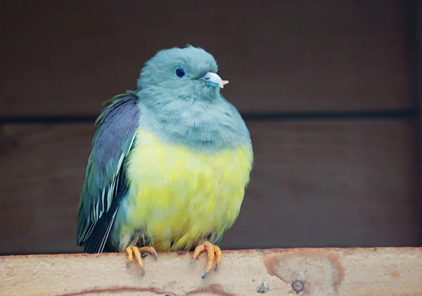 Бруси Зеленого Голуба Мешкає Центральній Африці Хабітат Цього Голуба Кожухи — стокове фото