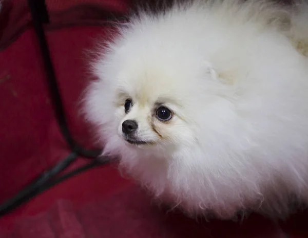 Cão Branco Pomerânia Pomeranian Cão Pequeno Altura Não Superior Construção — Fotografia de Stock