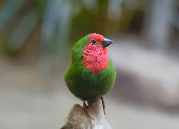 Красный Горлышко Попугая Вьюнка Маленькая Птичка Зеленым Оперением Красной Грудью — стоковое фото