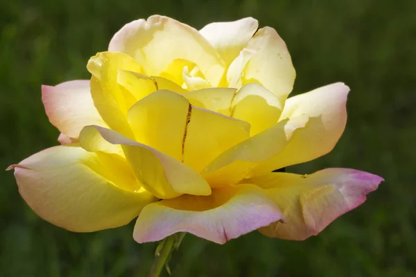 Rosa Amarilla Rosa Amarilla Significa Ante Todo Una Alegría Por — Foto de Stock