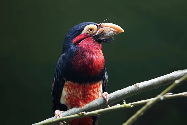 Bird black-throated barbet. This is a family of birds of woodpeckers. At the base of the bird\'s beak strongly developed bristles. Distributed in tropical forests of Africa, Asia and America.