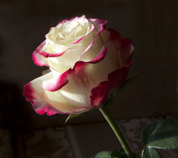 Rose Blanca Con Rojo Rosa Única Coloración Encantadora — Foto de Stock