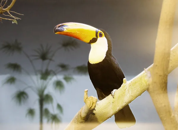 Toucan Kuş Toucans Onların Büyük Burnu Ile Görünüşe Göre Bir — Stok fotoğraf