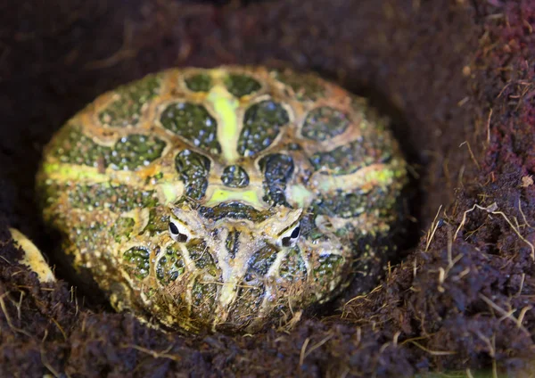 パターン化された角のあるカエル ベルツノガエル 装飾されたスリング ショットや Ethania とも呼ばれる 角状のカエルは動かず 獲物を待っている残り 待ち伏せから狩り それはアルゼンチン — ストック写真