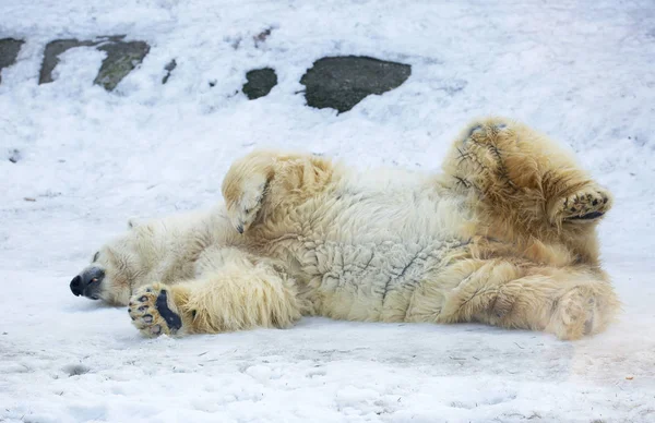 北极熊 北极熊是北极地区典型的居民 这是整个掠食者群体中最大的代表 — 图库照片