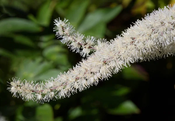 Flower Black Cohosh Long Term Herbaceous Plant Belongs Buttercup Family — Stock Photo, Image