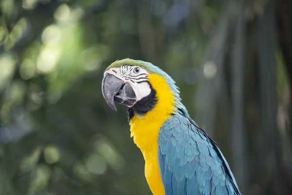 Guacamayo Loro Azul Amarillo Guacamayo Azul Amarillo Loro Muy Hermoso — Foto de Stock