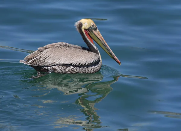 Pelican Pelicans Inhabit Marine Freshwater Reservoirs Swim Well Pelican Has — Stock Photo, Image