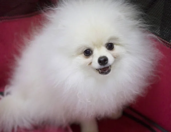 Špicl Bílý Pes Pomeranian Malý Pes Výška Nepřesahující Robustní Konstrukce — Stock fotografie