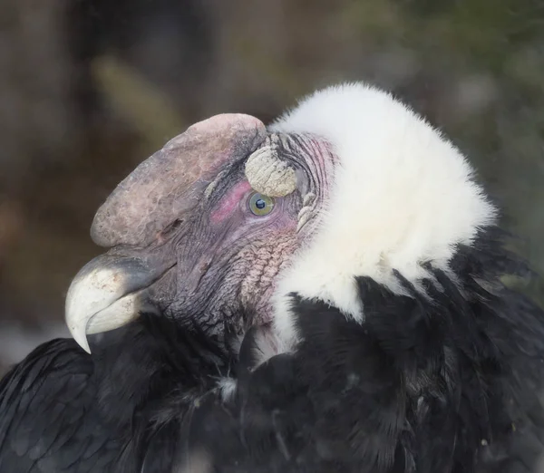 Condor Andino Condor Andino Grande Avvoltoio Con Piumaggio Nero Lucido — Foto Stock