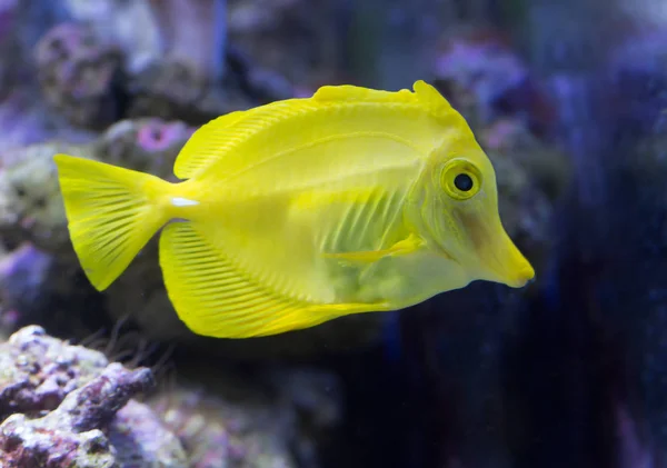 Pesce Giallo Pesce Chiamato Pesce Chirurgo Giallo Natura Vive Nelle — Foto Stock