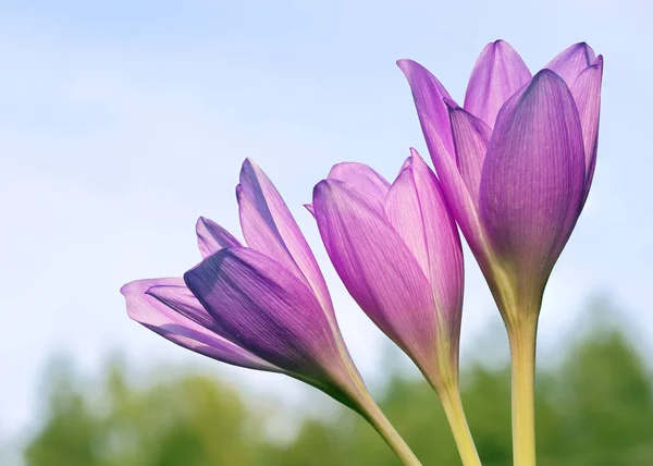 Осенний Крокус Colchicum Colchicum Осень Самое Загадочное Растение Нашей Флоры — стоковое фото