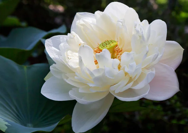Цветок Лотоса Лотос Священный Цветок Буддизма Листья Лепестки Всегда Чисты — стоковое фото