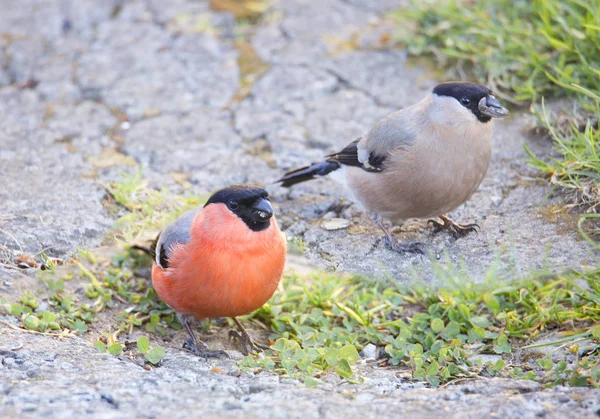 Chardonneret Couple Cet Oiseau Chanteur Petites Dimensions Peu Moineau Abdomen — Photo