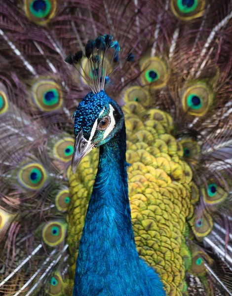 Pfau Pfau Ist Einer Der Schönsten Waldvögel Wegen Seines Exquisiten — Stockfoto