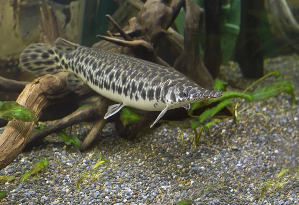 Longnose Gar Fish Inhabit Waters North America Elongated Body Long — Stock Photo, Image