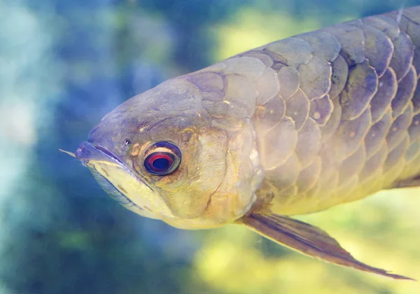 Asian Arowana Arovana One Few Fish Look Same Did Jurassic — Stock Photo, Image