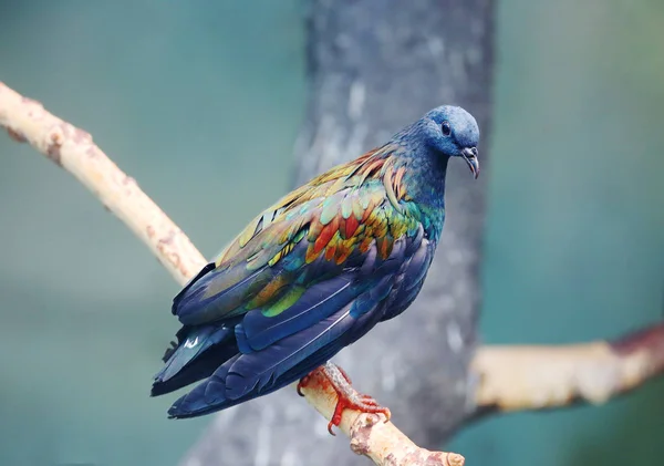 니코바르 비둘기 비둘기는 니코바르와 안다만 제도에서 발견된다 정글에 있습니다 지상의 — 스톡 사진