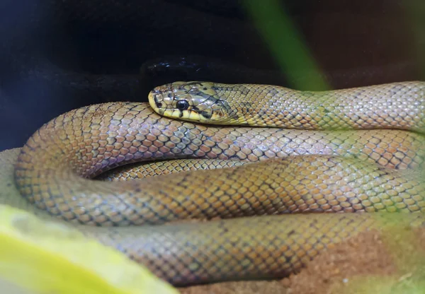 Burrowing Ratsnake Rat Snake Lives Japan Feeds Mainly Frogs Snakes — Stock Photo, Image