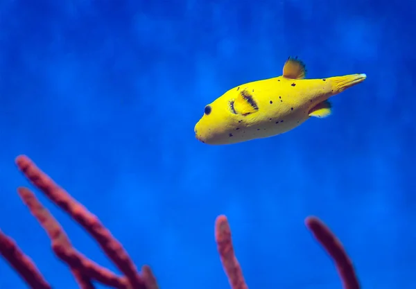 물고기 Arothron 노란색 태평양 바다에 복어의 가족의이 물고기는 센티미터의 — 스톡 사진