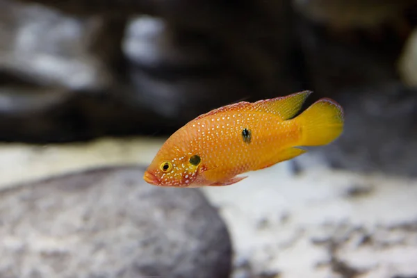 Balık Krom Yakışıklı Çiklitleri Güzel Militan Türlerinden Biridir Kesinlikle Kolay — Stok fotoğraf