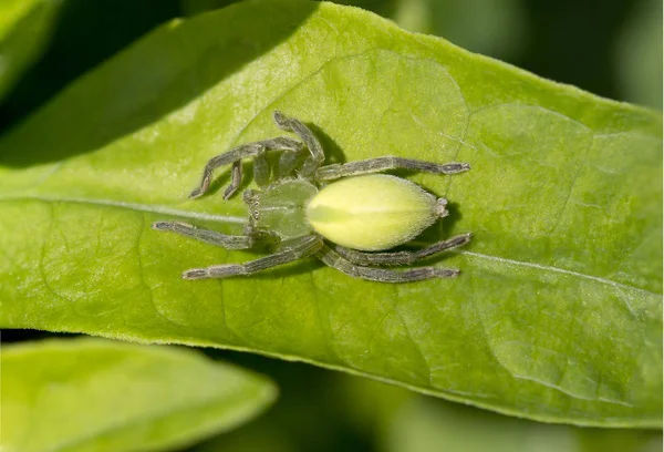 The spider is a night hunter. The body is elongated. Hunt at night, quickly running on the ground or foliage.