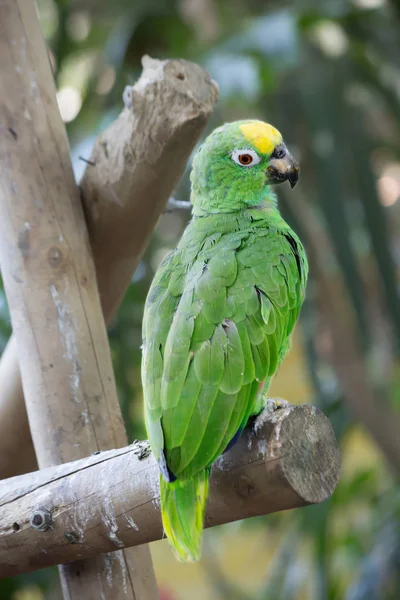 Green parrot. Many parrots in Africa, Asia and South America  green is main, but its complement a variety of spots  \