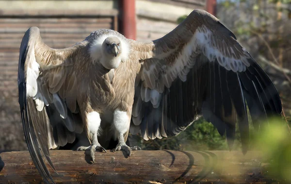 Griffon vulture. It is a large bird of prey of the family of hawks, scavenger. It is widespread in arid mountain and flat landscapes of southern Europe, Asia and North Africa. The vulture is 93-122 cm long with a wingspan of 2.3 to 2.8 m.