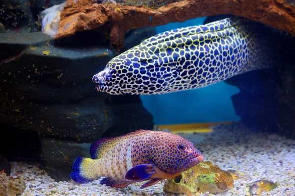 Fish, leopard Moray eel. Moray eels are one of the most dangerous and large predators of coral reefs. Leopard Moray eel has a contrasting color of black spots on a white background.