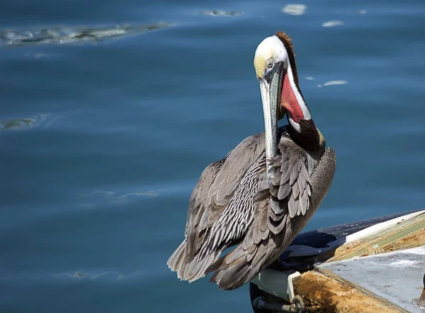 Pelican Pelicans Inhabit Marine Freshwater Reservoirs Swim Well Pelican Has — Stock Photo, Image