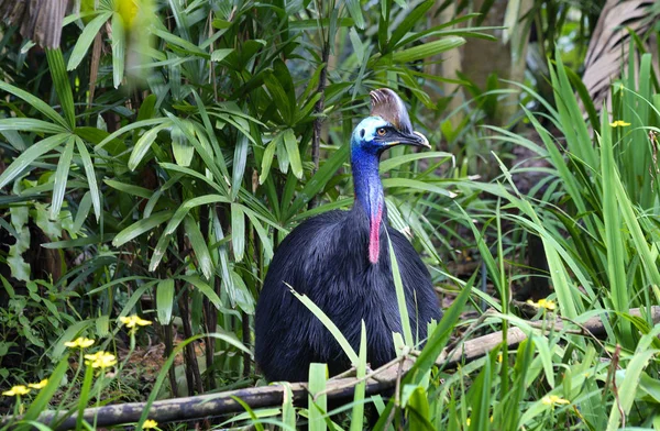 Cassowary. All cassowaries are impressive birds, and each species is beautiful in its own way. The feathers have a very loose and soft resembling the fur of animals. The cassowary has a \