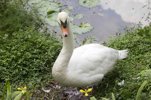 Weißer Schwan Seine Eleganz Erlangt Schwan Durch Den Langen Hals — Stockfoto