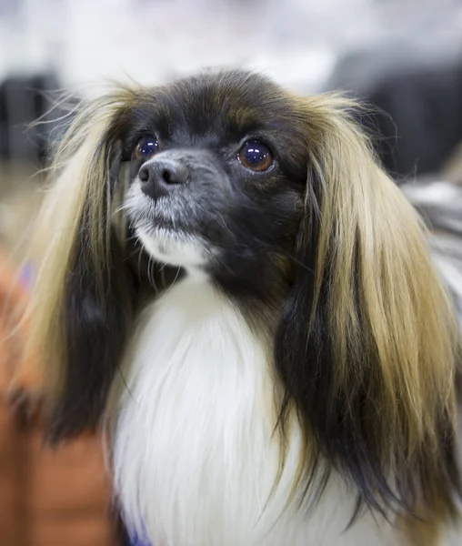 Cão Falen Falen Animal Estimação Delicioso Agradável Comunicação Cortês Delicado — Fotografia de Stock