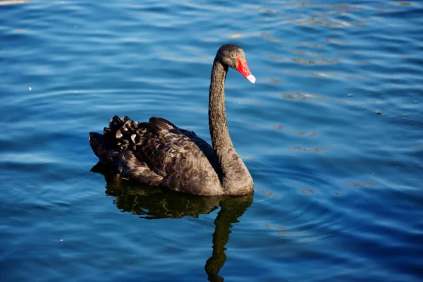Black Swan Beauty Romance Elegance All Swans — Stock Photo, Image