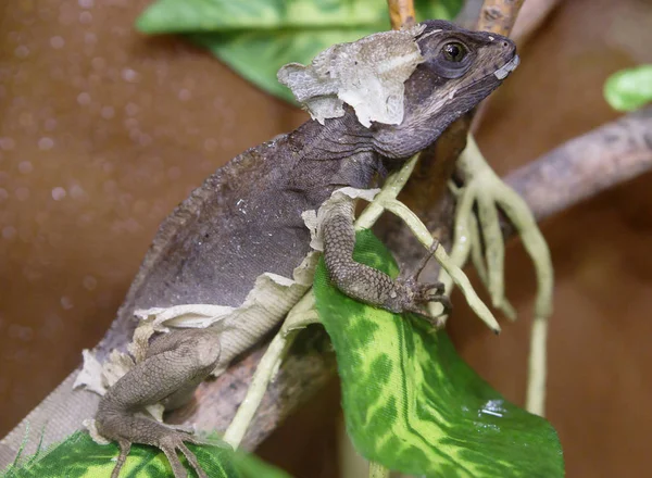 Basilisco Castanho Réptil Basilisk Lagarto Que Pode Andar Sobre Água — Fotografia de Stock