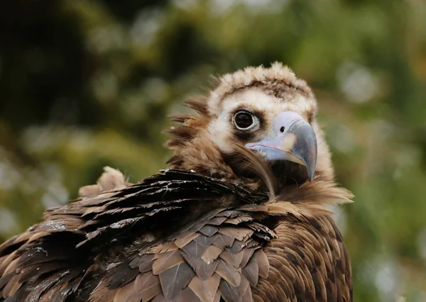 Avvoltoio Grifone Grande Uccello Rapace Della Famiglia Falchi Spazzino Diffuso — Foto Stock