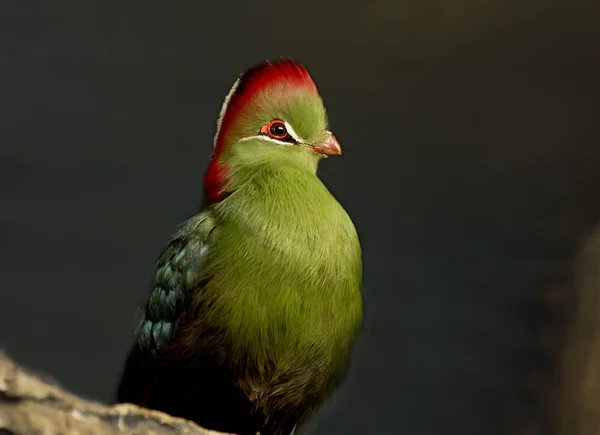 Turako Bird Vogel Met Lange Staart Groen Kleur Medium Grootte — Stockfoto