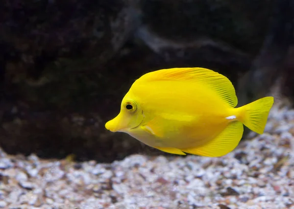 Tang Nageoire Jaune Poisson Jaune Voile Également Appelé Chirurgien Jaune — Photo