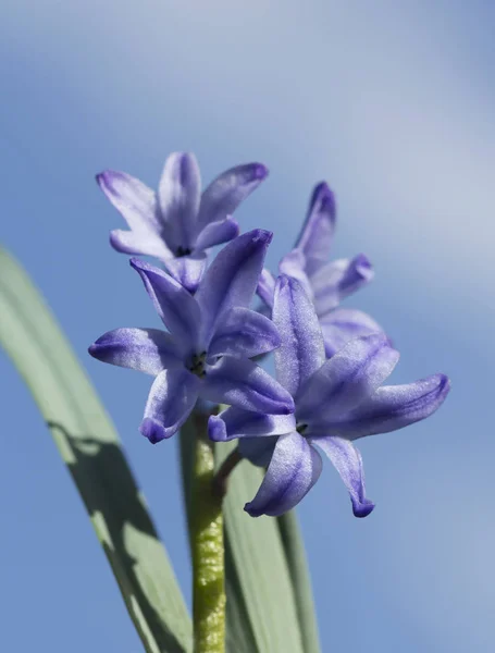 Hyacinth Flower Hyacinth Genus Perennial Bulbous Plants Lily Family — Stock Photo, Image
