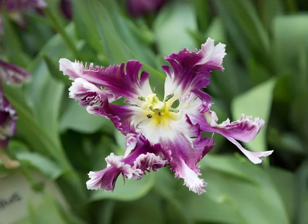 Цветок Тюльпана Сорт Попугая Фиолетовый Белым Тюльпаны Этом Классе Имеют — стоковое фото